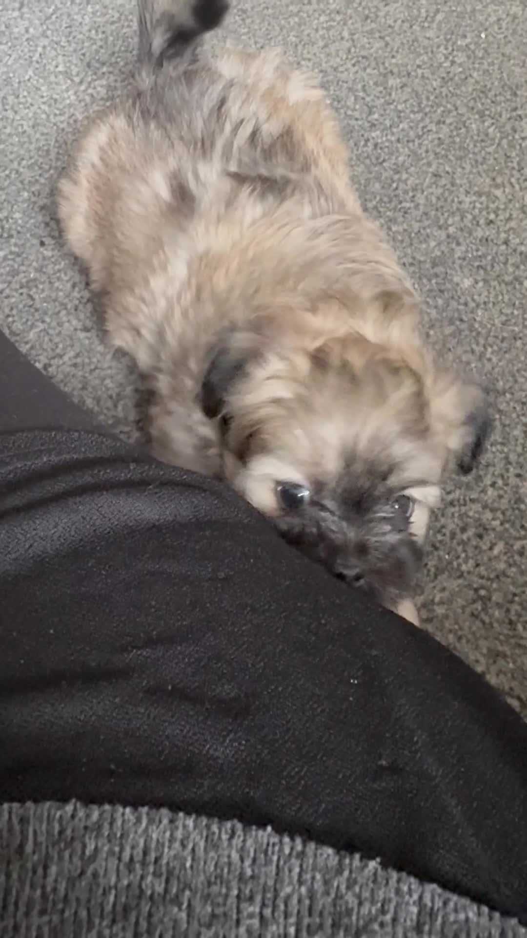 Mixed Breed dogs for sale: All pups now have homes thank you.  - Video 1