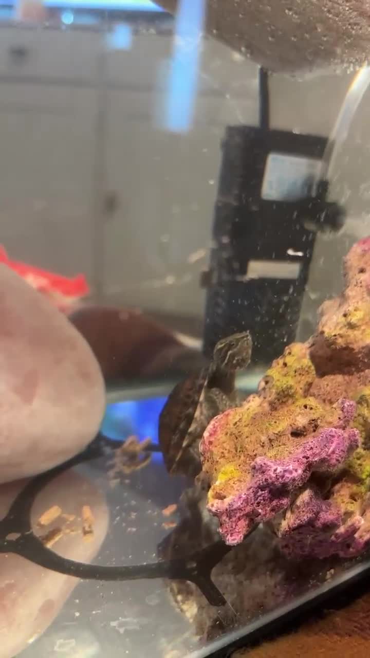 Turtle reptiles for sale: Two musk turtles with full set up and food  - Video 1