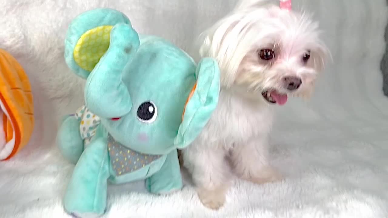 Maltipoo dogs for sale: ADORABLE TOY SIZE KOREAN SIRE F1 MALTIPOO PUPS  - Video 2