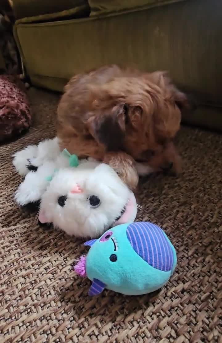 Pomapoo dogs for sale: Fluffy Pomapoos LITTLE BOY 💛 - Video 2