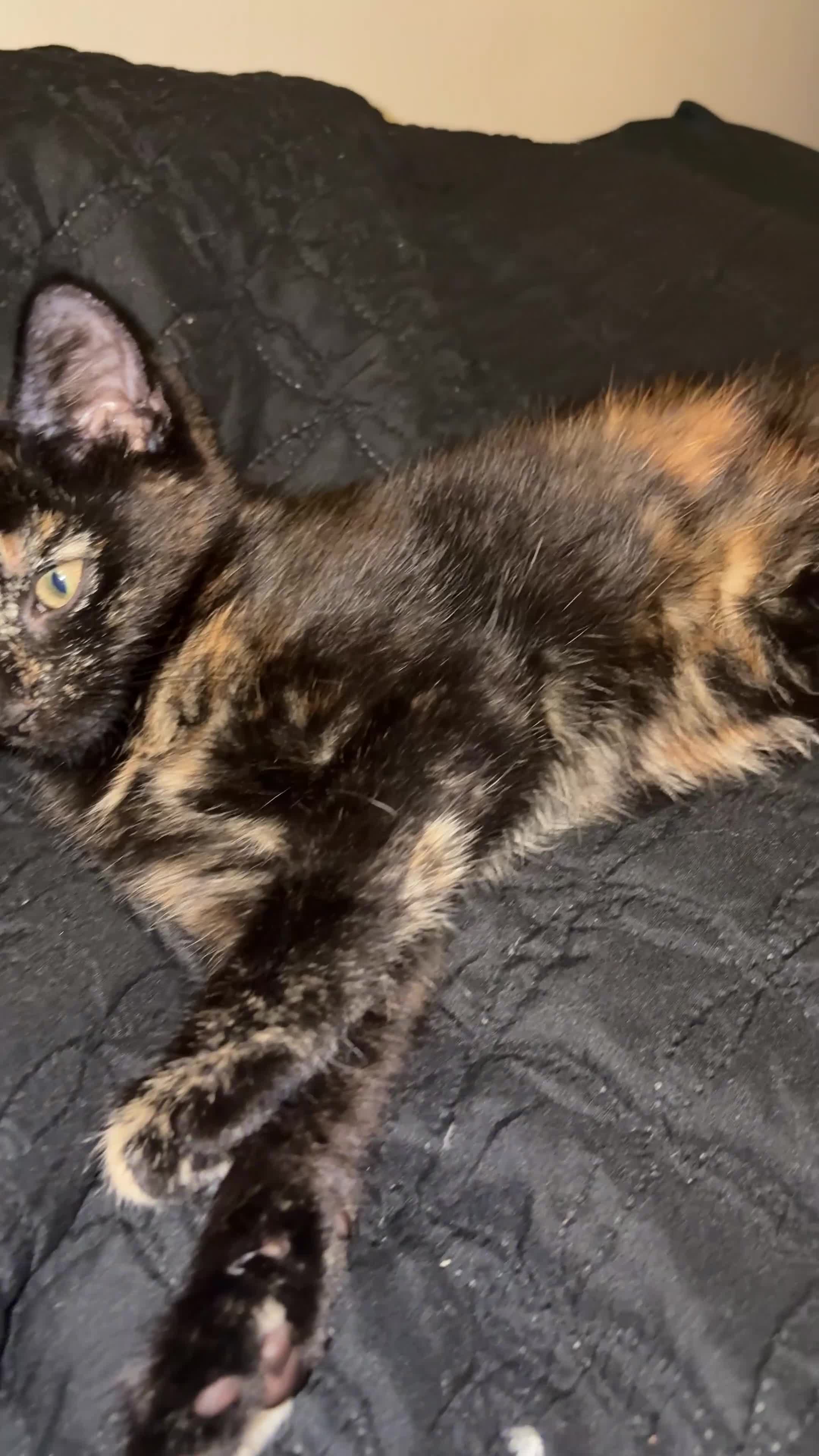 British Shorthair cats for sale: 2 female kittens  in Lancaster - Video 1