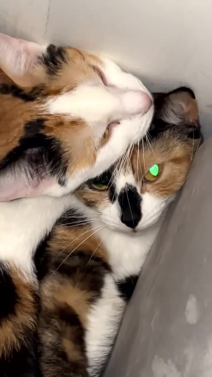 Domestic Shorthair cats for sale: Calico cats mum and daughter  in Peterborough - Video 1