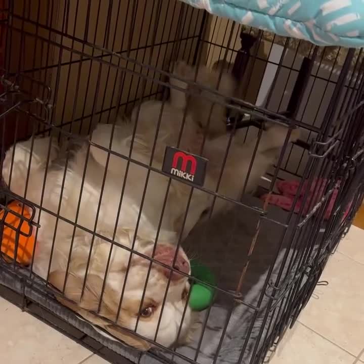 Clumber Spaniel dogs for sale: Gentle & Home Raised Clumber Pups Ready. in Bampton - Video 1