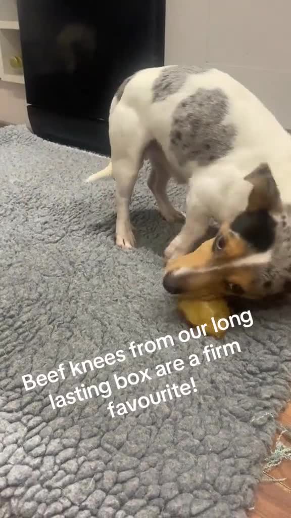 Jack Russell dogs for stud: Silver Merle carrying Blue and Chocolate in Bradford - Video 1