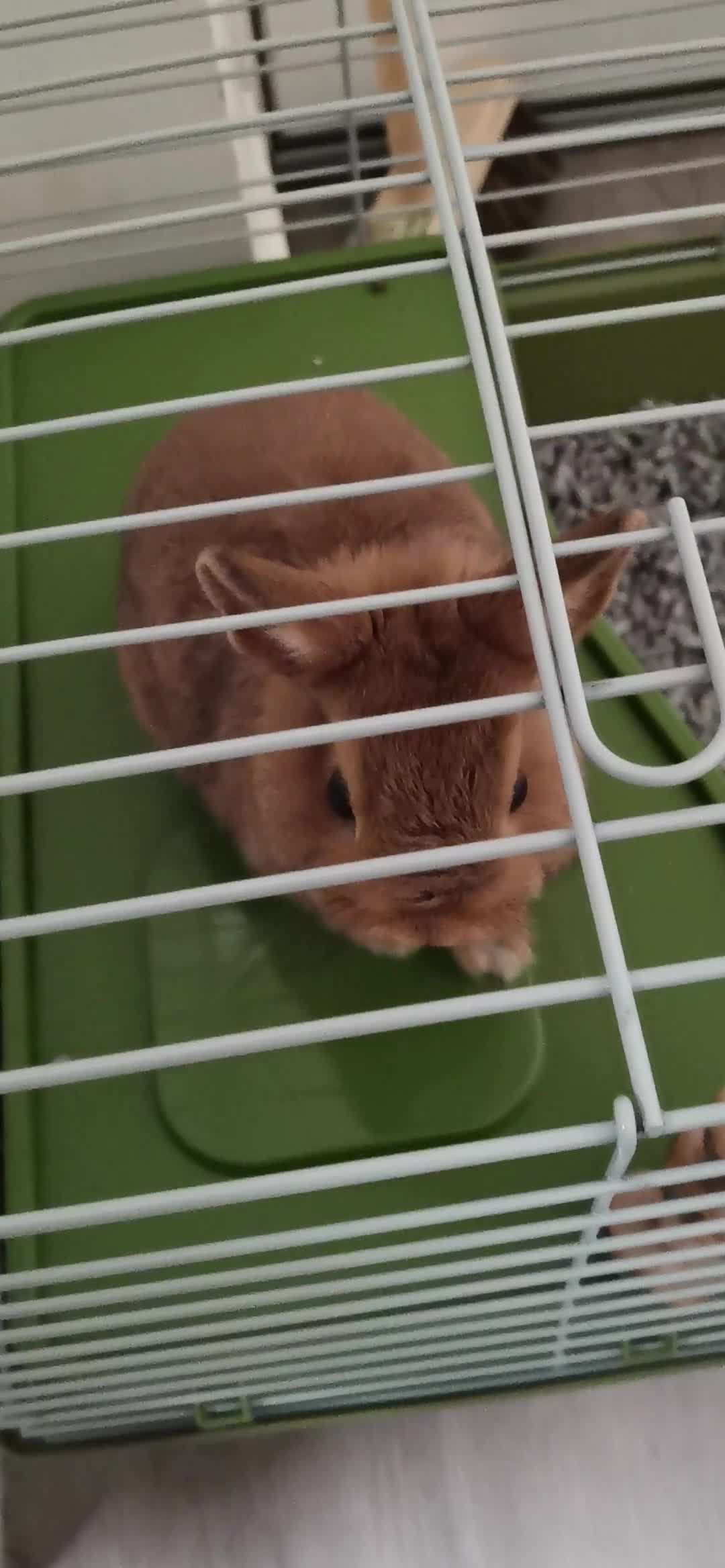 Netherland Dwarf rabbits for sale: Unique, Rare Red Fox Rabbit for sale - Video 5