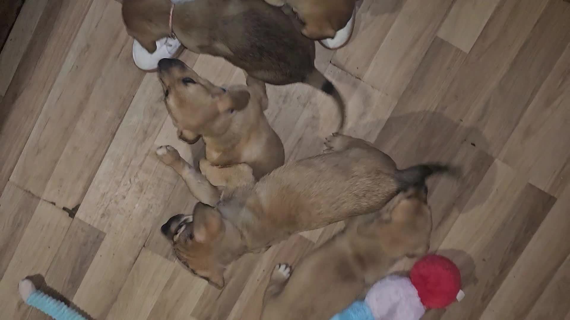 Mixed Breed dogs for sale: Available now! Mastiff / German Shephard puppies  - Video 2