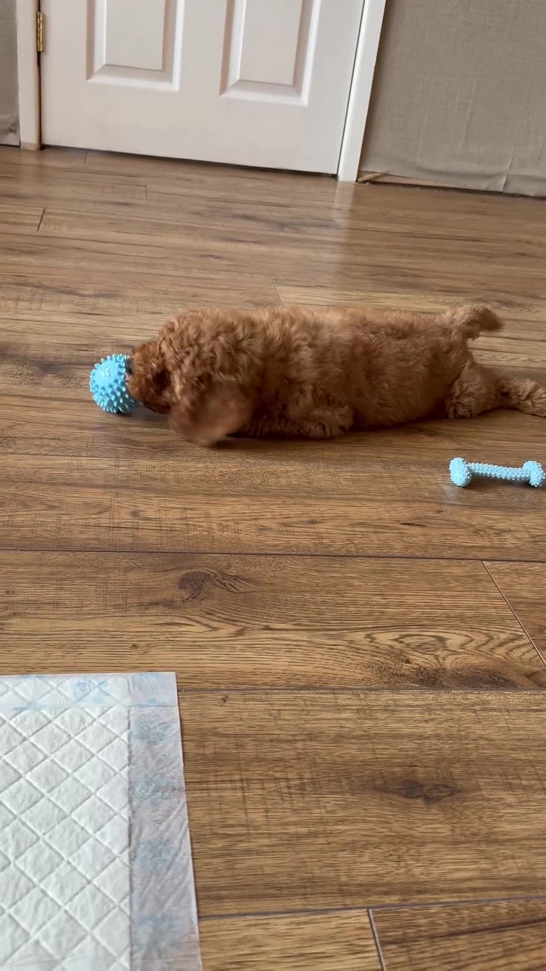 Cavapoo dogs for sale: ** REDUCED - READY NOW ** F1B Cavapoo Puppiess - Video 3