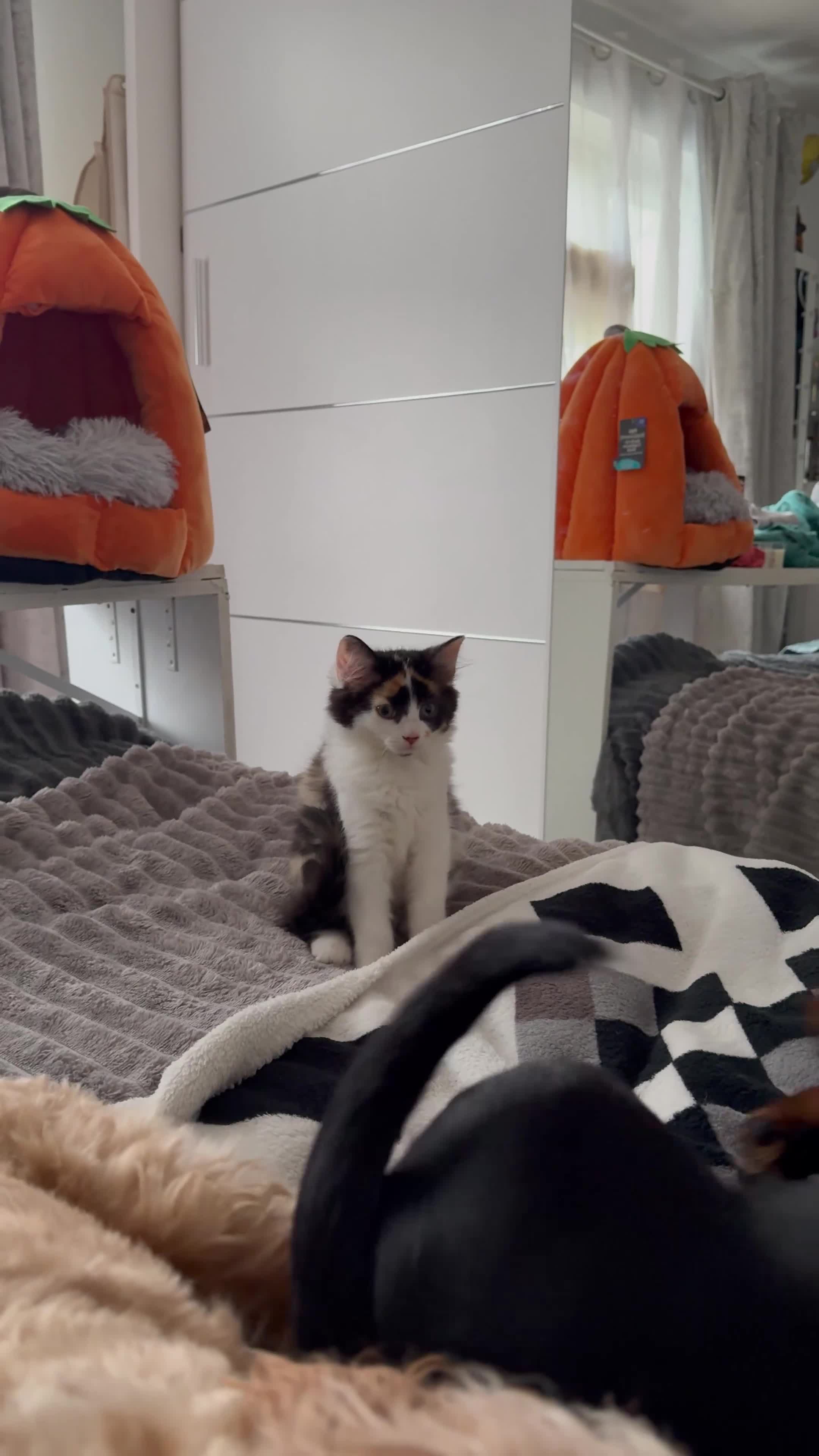 Mixed Breed cats for sale: Half Sphynx READY to Go 🩷 £200 - Video 3