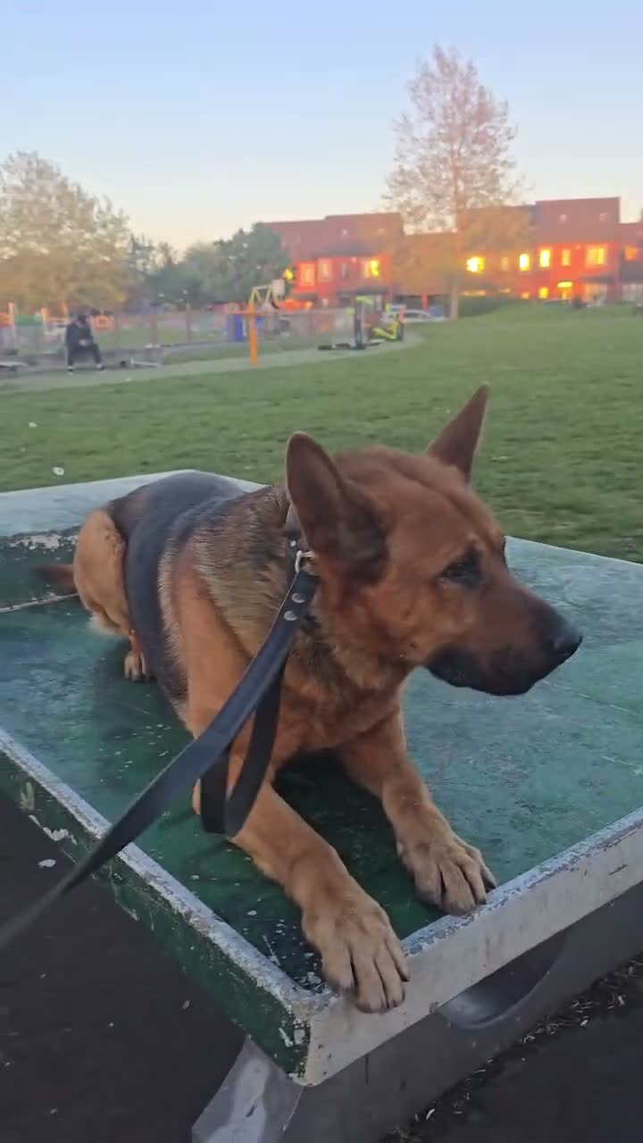 German Shepherd dogs for stud: Tank available for stud duties  - Video 1