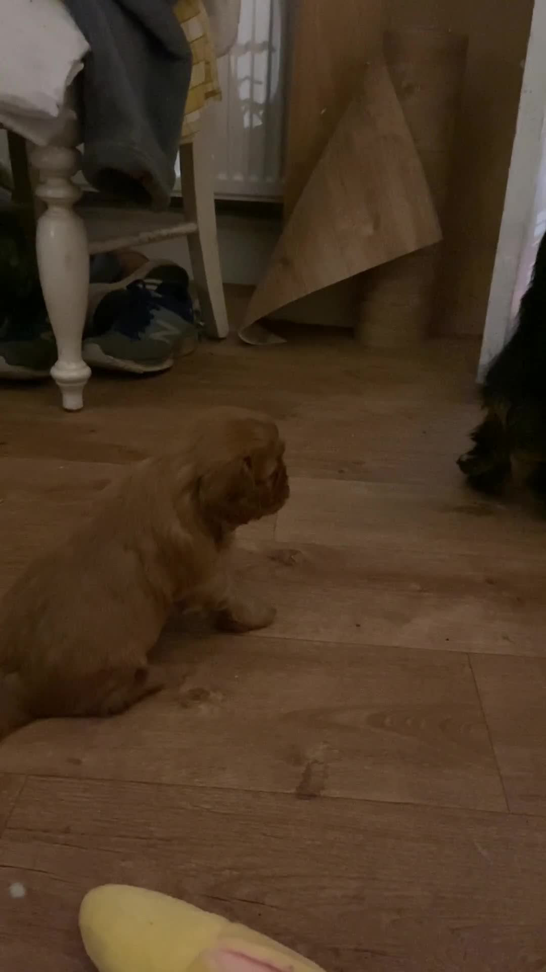 Cavalier King Charles Spaniel dogs for sale: Pure Ruby Red home bred pedigree Cavalier  - Video 2