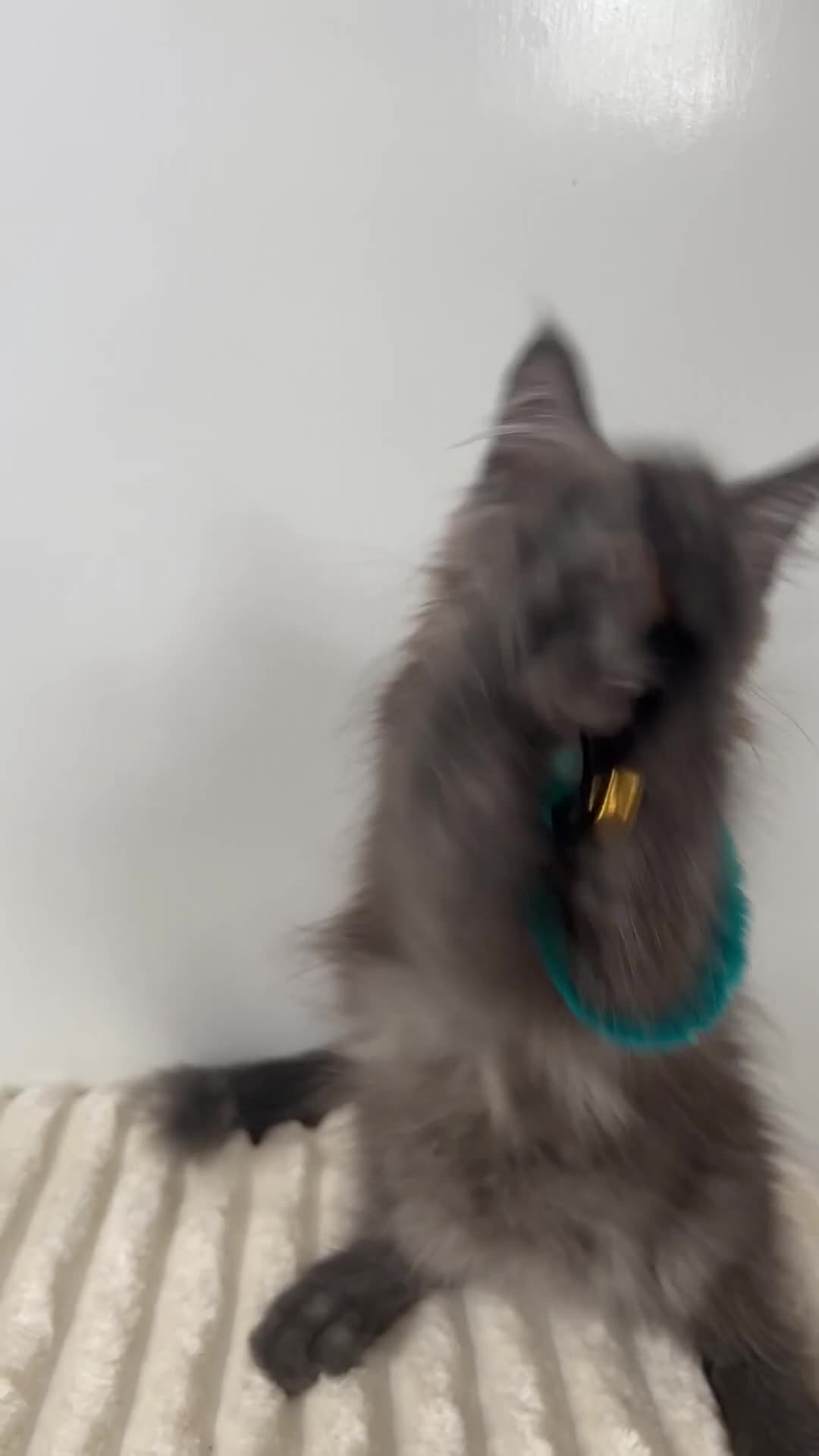 Maine Coon cats for sale: TICA Maine Coon boy male black smoke XXL  - Video 1