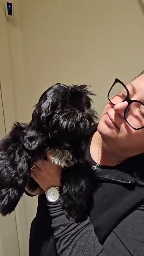 Shih Tzu dogs for sale: STUNNING PURE STANDARD SHIH TZU  - Video 3