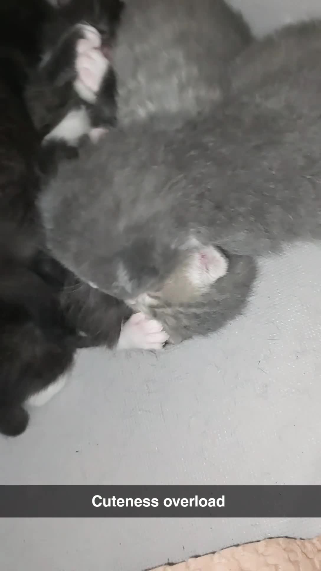 British Shorthair cats for sale: Six British short-haired mixed breed - Video 3