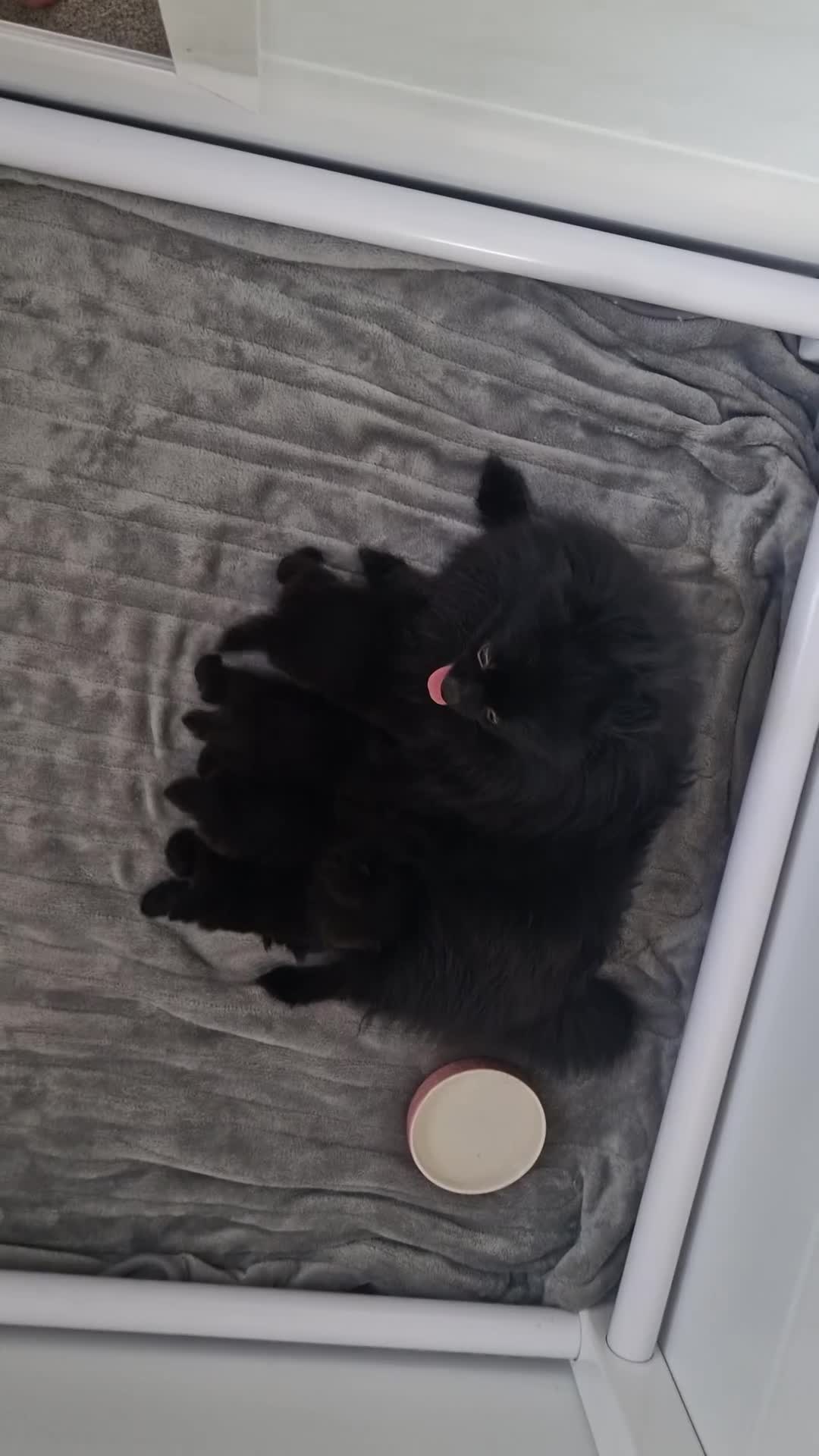 Pomeranian dogs for sale: Outstanding 💖re-available!All info below ⬇️ 35+🏆 - Video 2