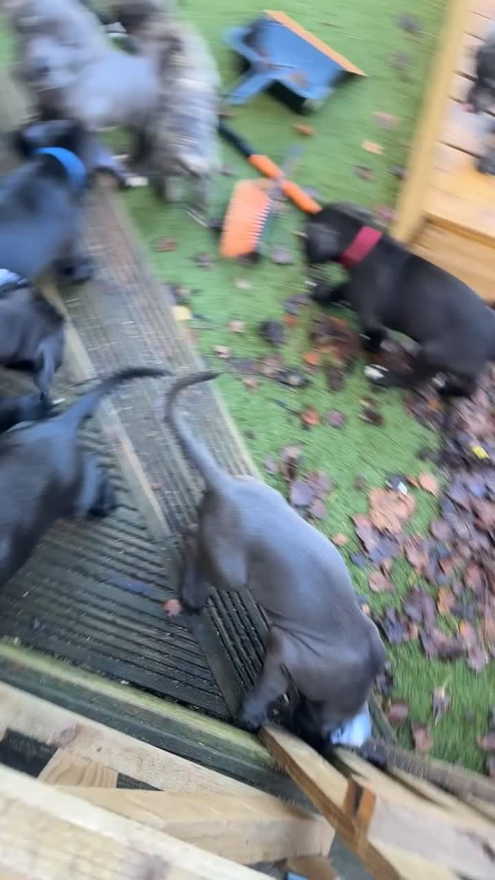 Mixed Breed dogs for sale: Cane corso/Great Dane puppies for sale ✨✨ - Video 2