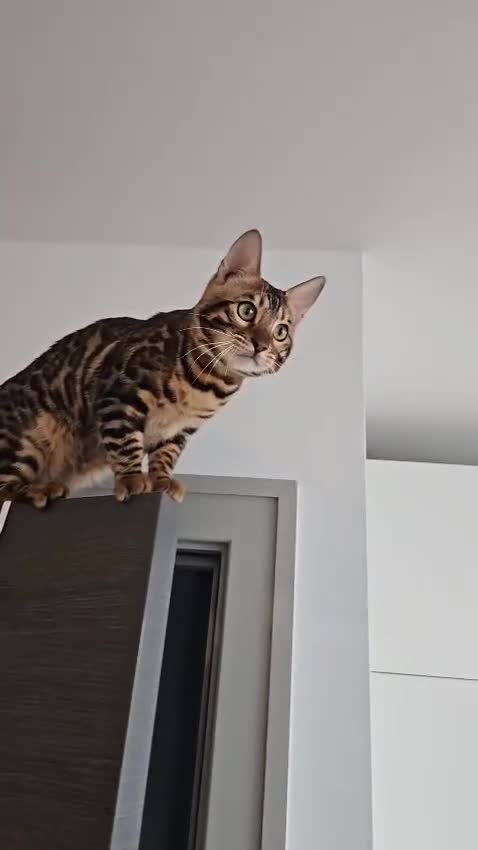 Bengal cats for sale: Stunning Bengal Boys Simba & Tiger 🐾🤎 - Video 1
