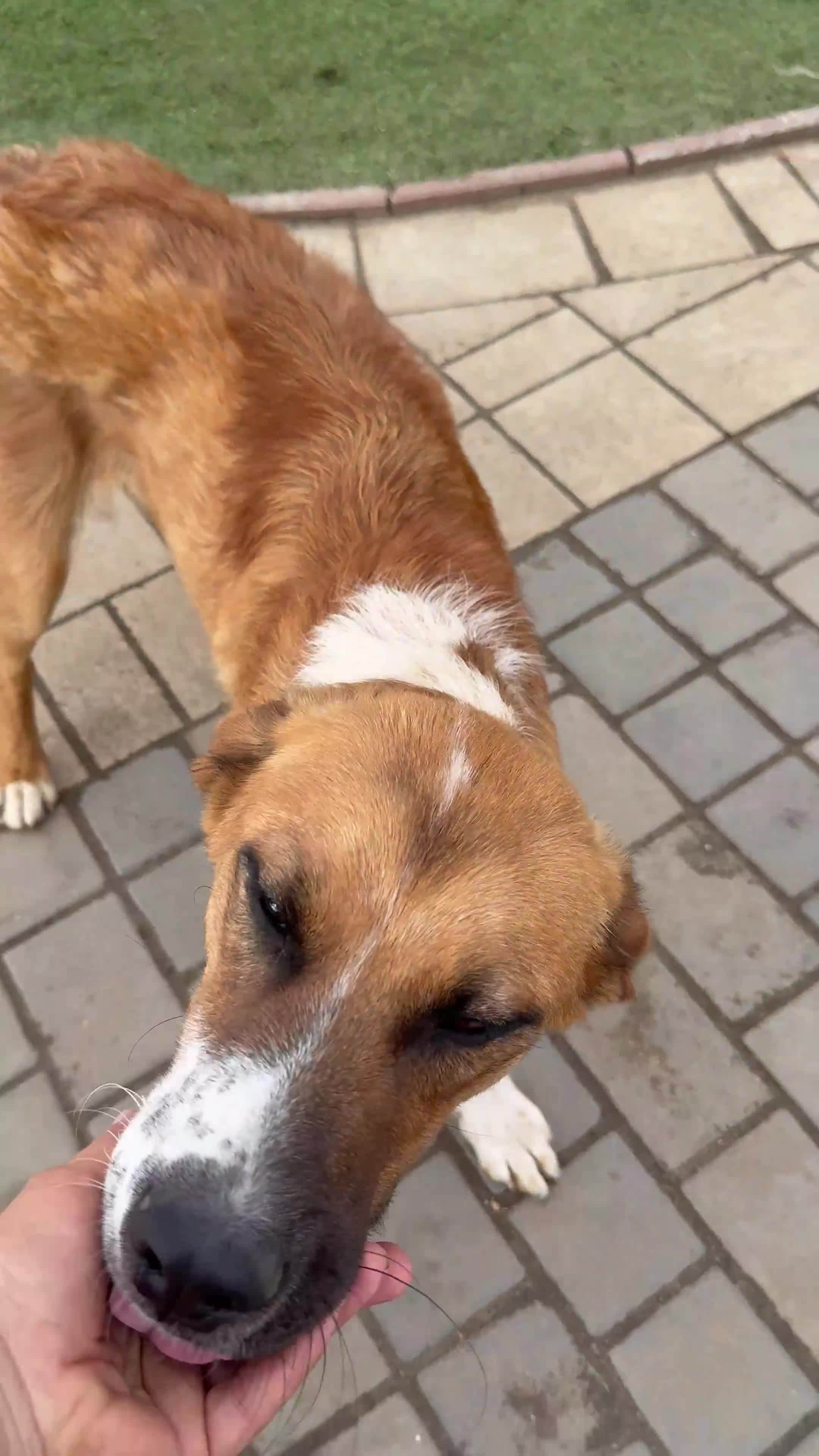 Mixed Breed dogs for adoption: Sweet Armin looking for LOvE - Video 1
