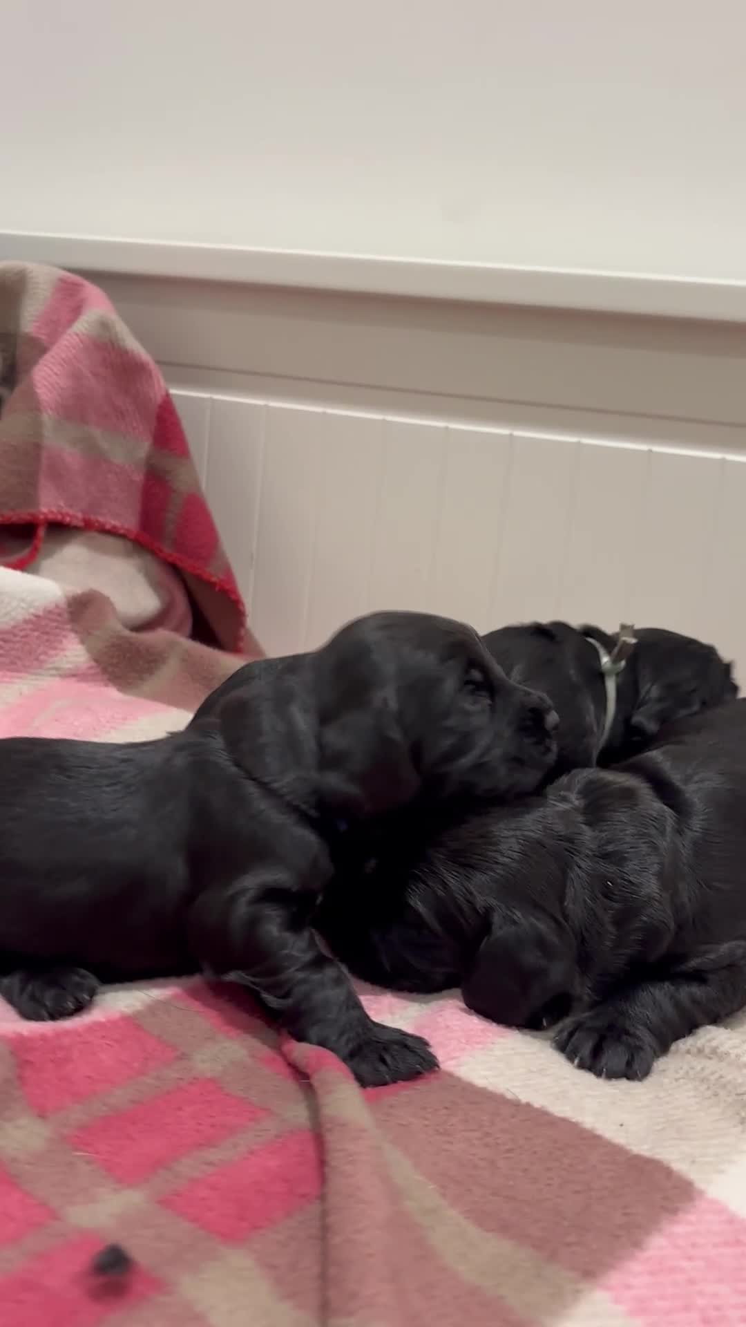 Cocker Spaniel dogs for sale: Kc registered working cocker spaniel - Video 2