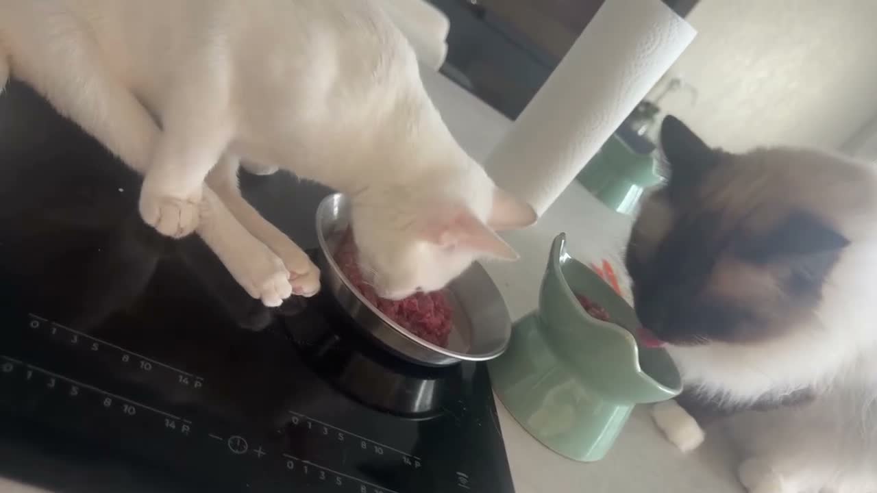 Arabian Mau cats for sale: Disabled Arabian mau kitten from Dubai  - Video 3