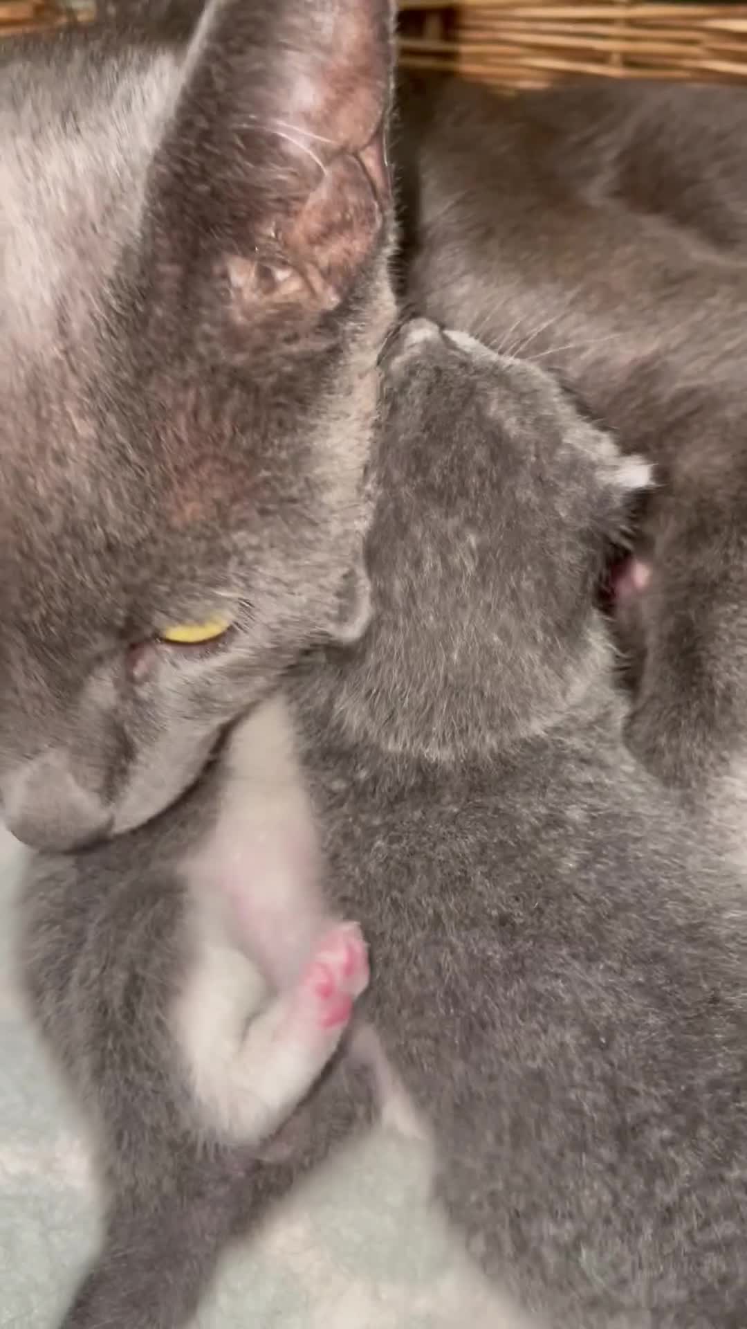 Mixed Breed cats for sale: Russian blue/British short hair  in Godalming - Video 1