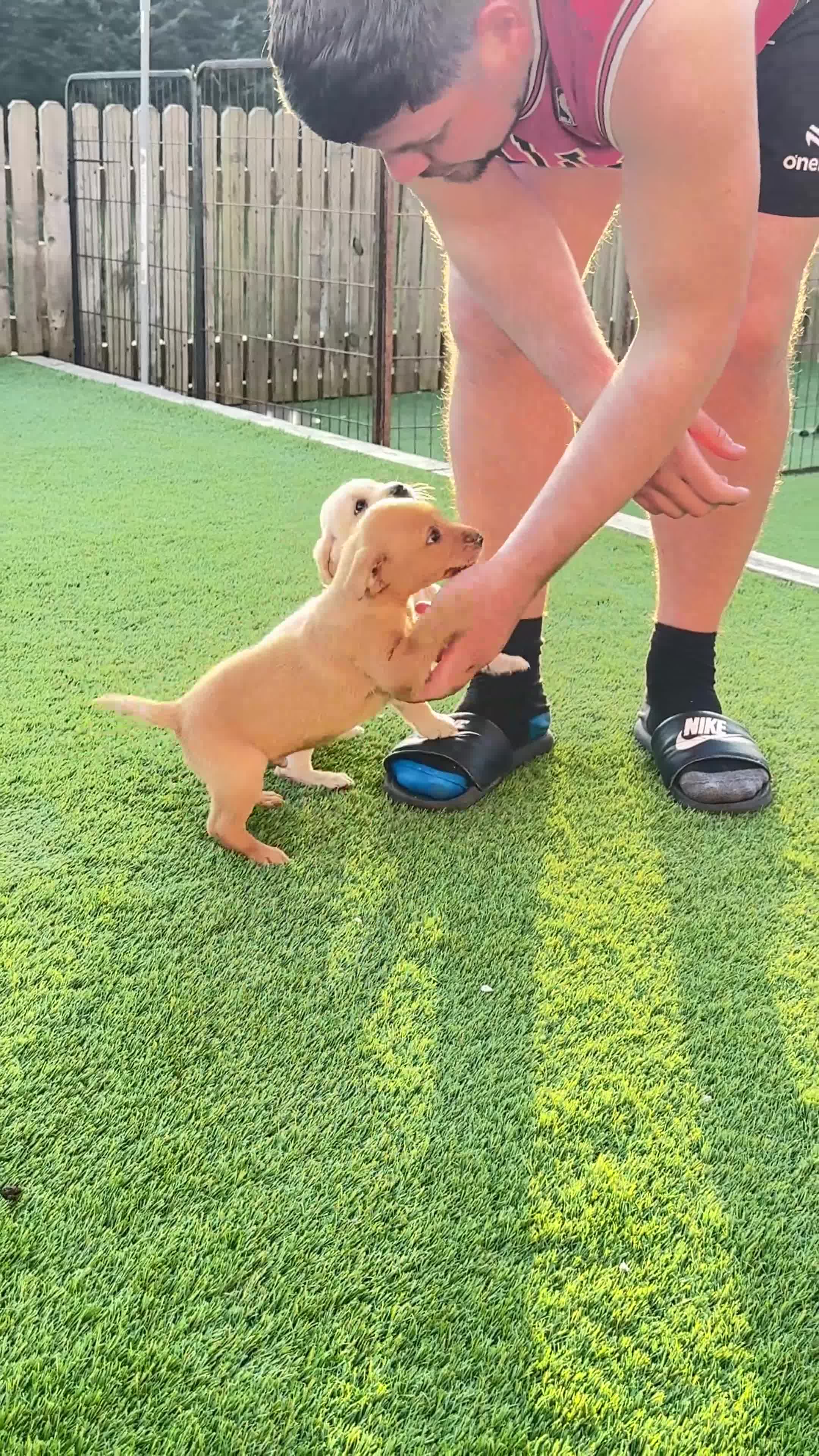 Labrador Retriever dogs for sale: Labrador Retriever's 9 weeks old - Video 3