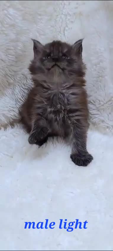 Maine Coon cats for sale: Beautiful Russian Bloodline babies  - Video 3