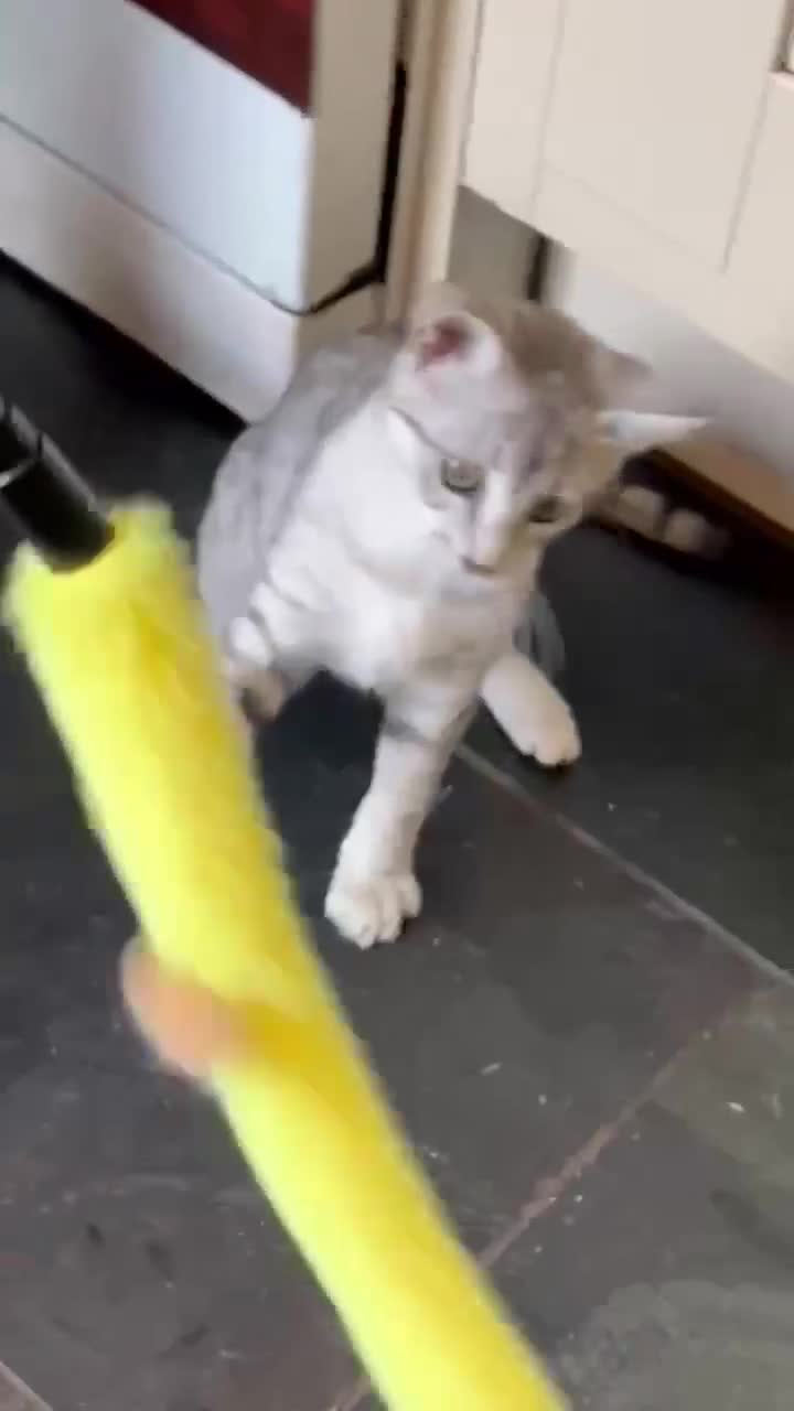 Egyptian Mau cats for sale: Delightful Egyptian Mau looks for family home - Video 1