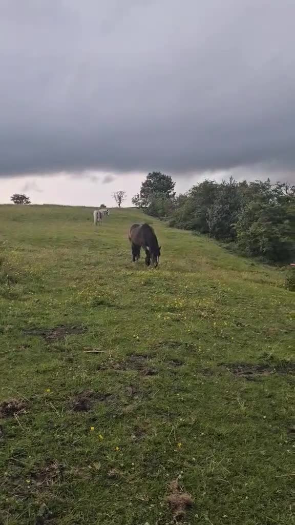 Welsh Section D horses for sale: Apollo, 3 year old gelding - Video 1