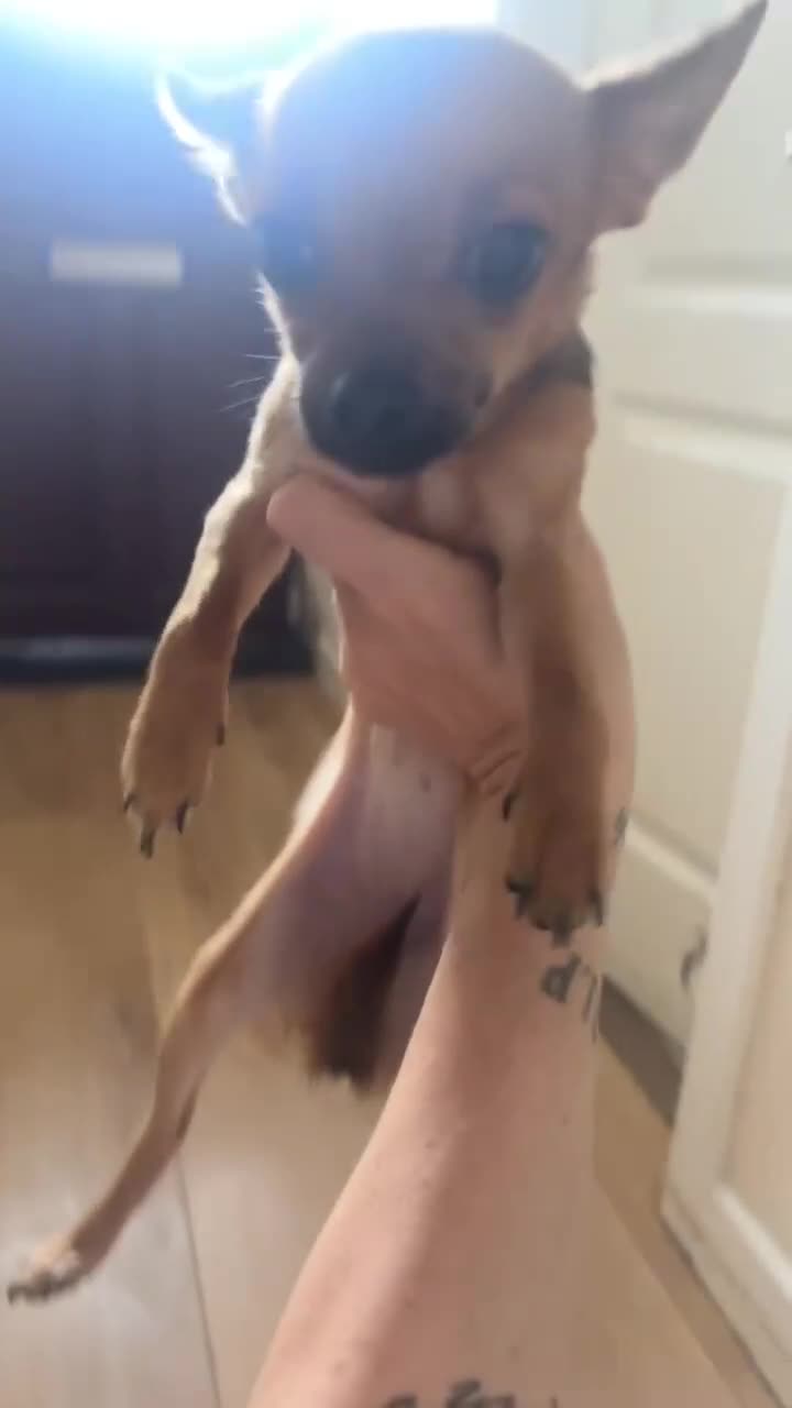 Chihuahua dogs for sale: Chihuahua girl - Video 2