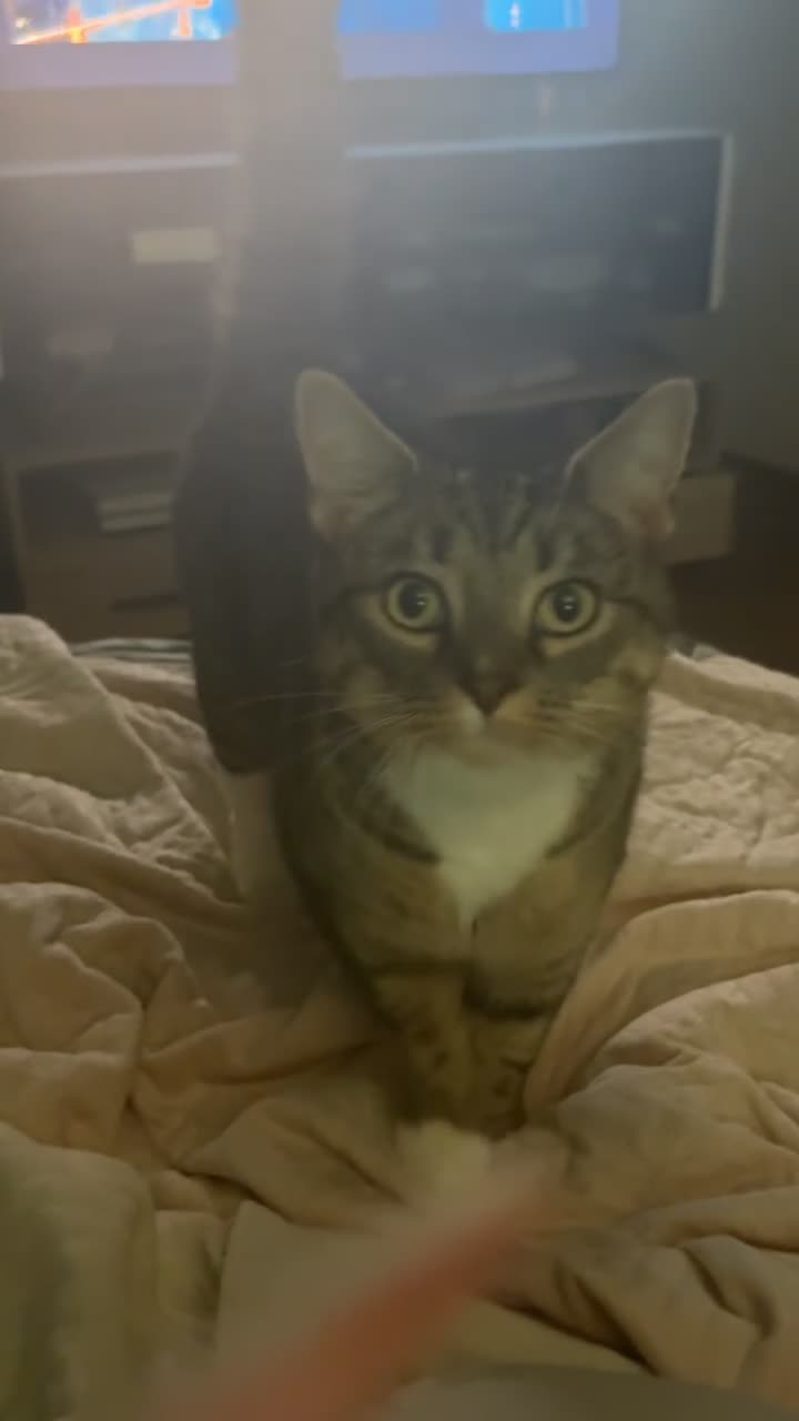 British Shorthair cats for sale: 1 tabby cat up for sale  - Video 1