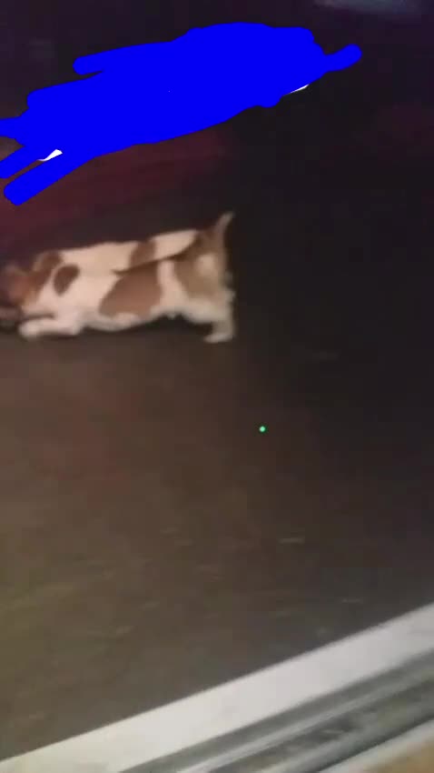 Jack Russell dogs for stud: Jack russell stud dog  - Video 1