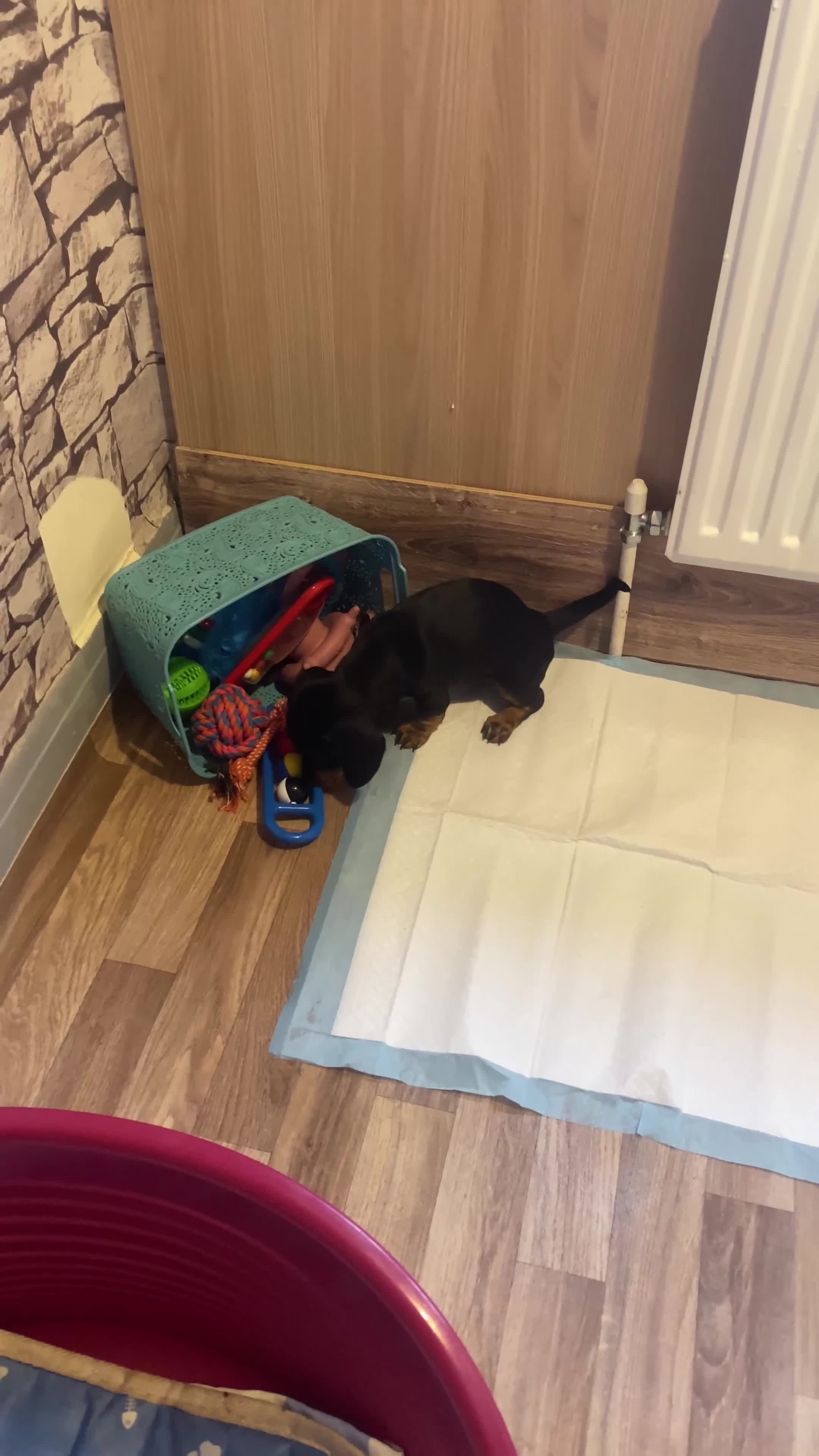 Dachshund dogs for sale: Dachshund puppies are Looking for Homes!  - Video 3