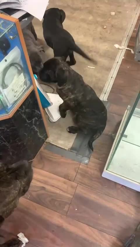 Cane Corso dogs for sale: 3 Beautiful cane corso Puppies for Sale - Video 1