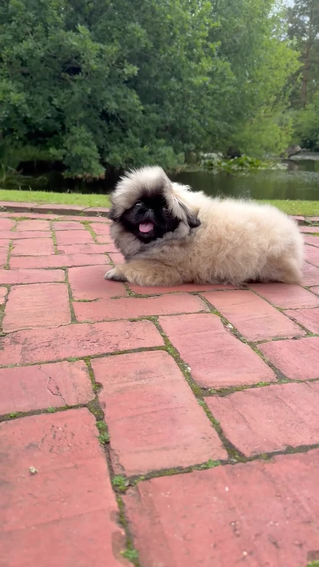 Pekingese dogs for sale: Outstanding Pekingese Girl in Warrington - Video 1
