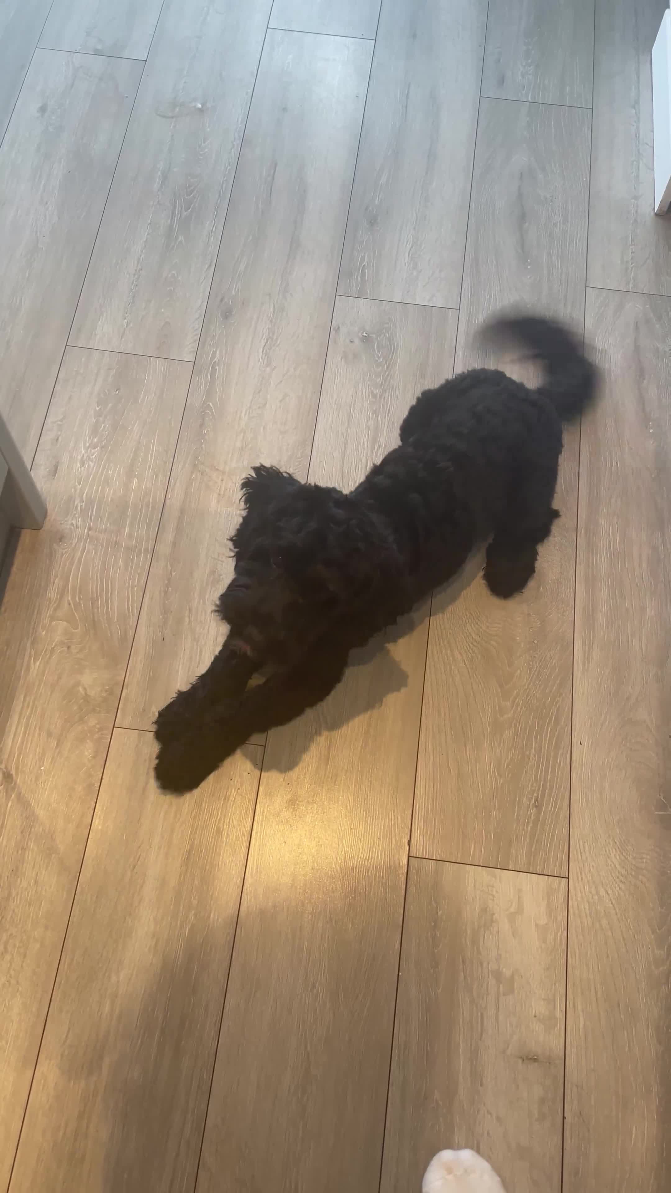 Cockapoo dogs for sale: Cockapoo 10 months old Puppy - Video 1