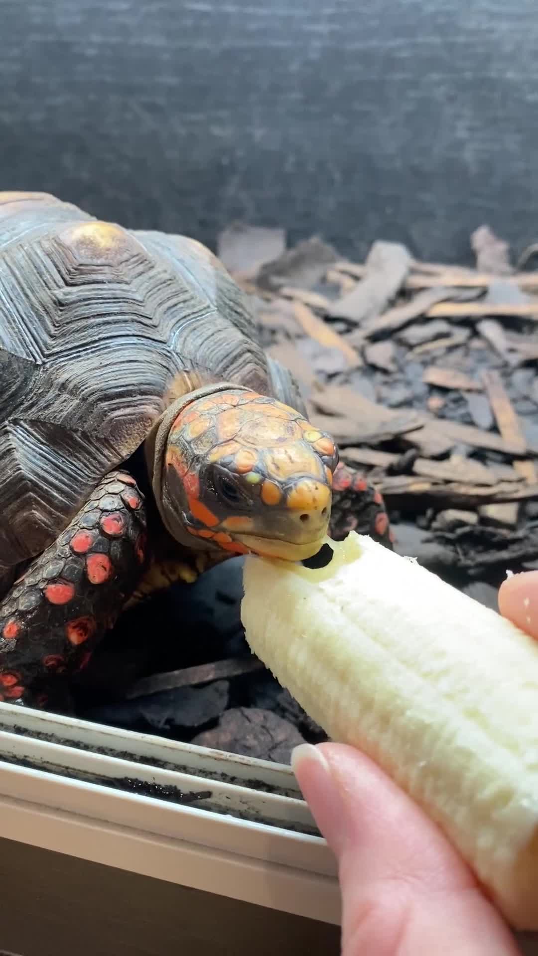 Tortoise reptiles for sale: Two red foot tortoises  - Video 1