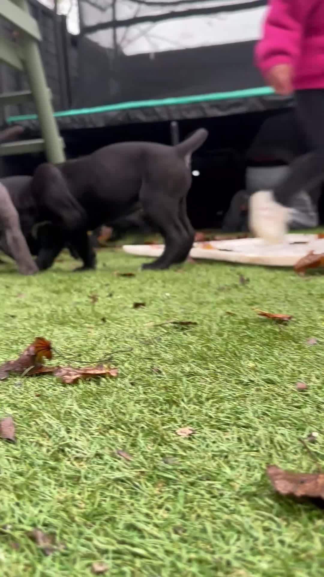 Mixed Breed dogs for sale: Cane corso/Great Dane puppies for sale ✨✨ - Video 3