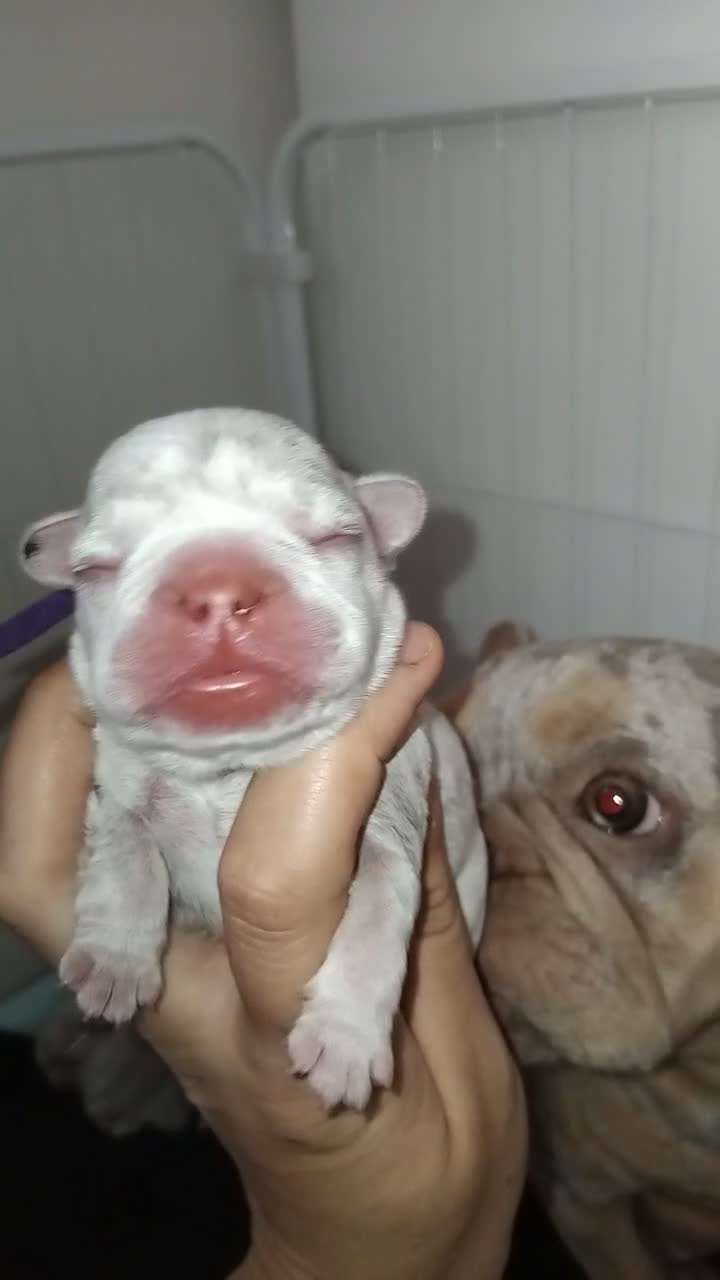 French Bulldog dogs for sale: 🐾 French Bulldogs Isabella Merle & New Shade 🐾 in Droitwich - Video 2