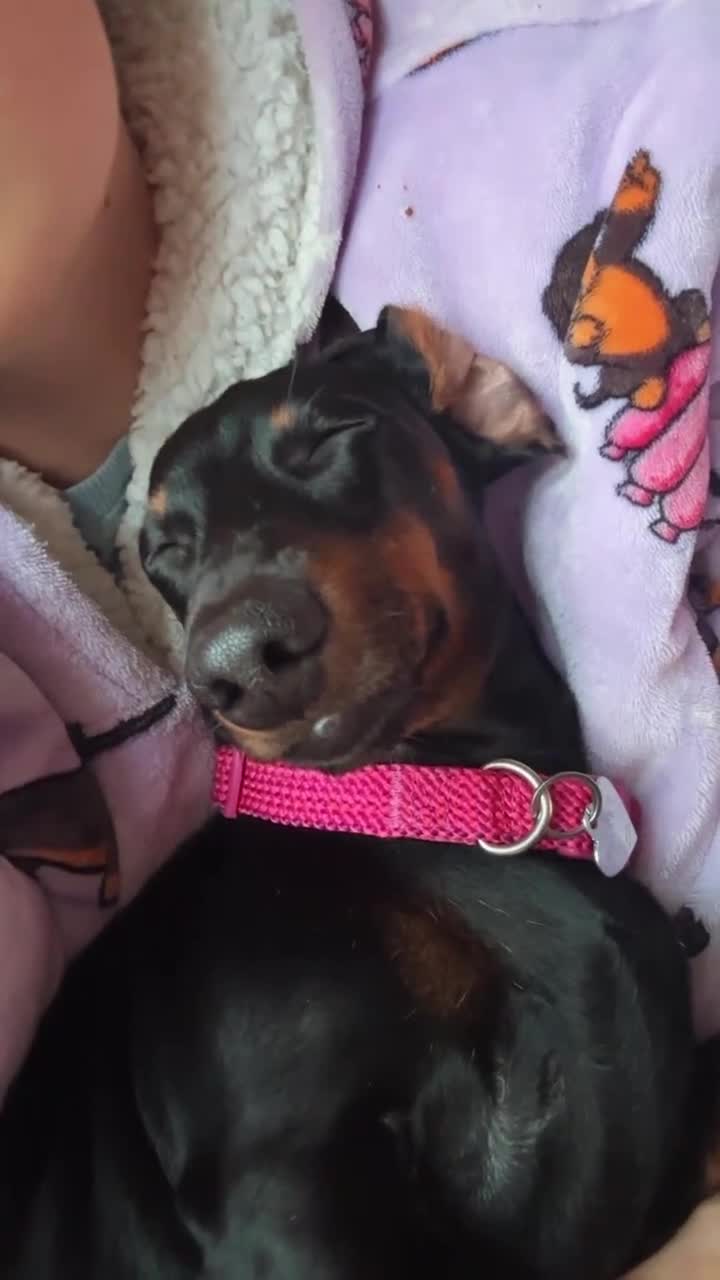 Miniature Dachshund dogs for sale: Coco needs a new home🩷🏡 - Video 1