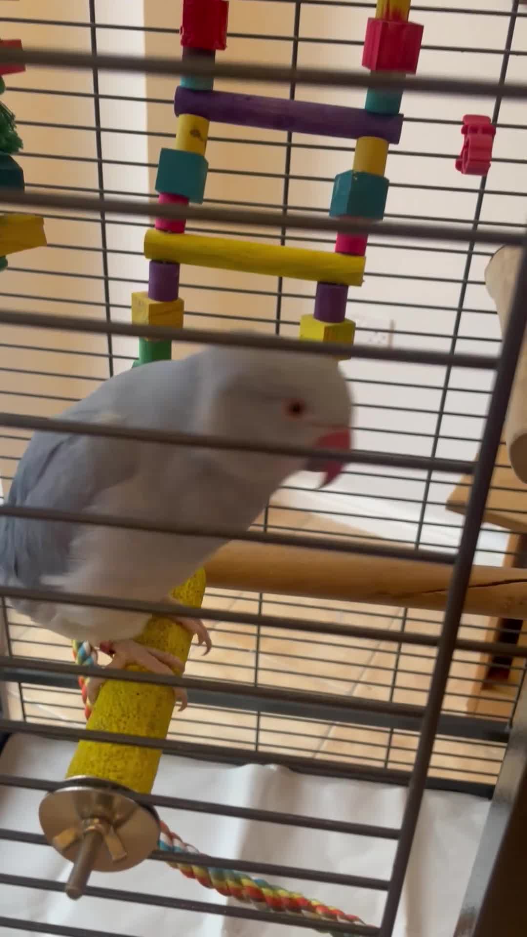 Ringnecks birds for sale: Ringneck - Video 1