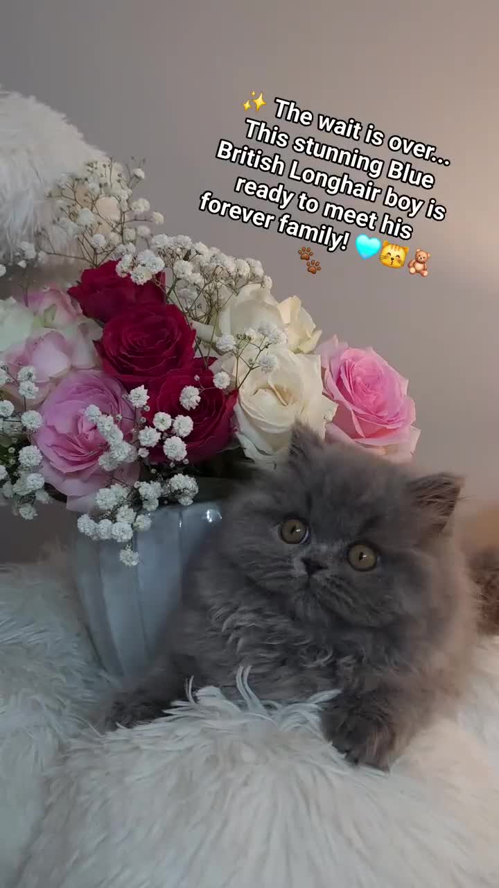 British Longhair cats for sale: ✨️Ready Now | FREE DELIVERY 🚗 - Video 4
