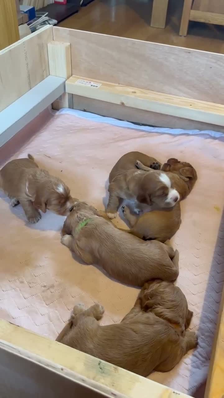 Cocker Spaniel dogs for sale: Excellent pedigree working Cocker Spaniel puppies - Video 1