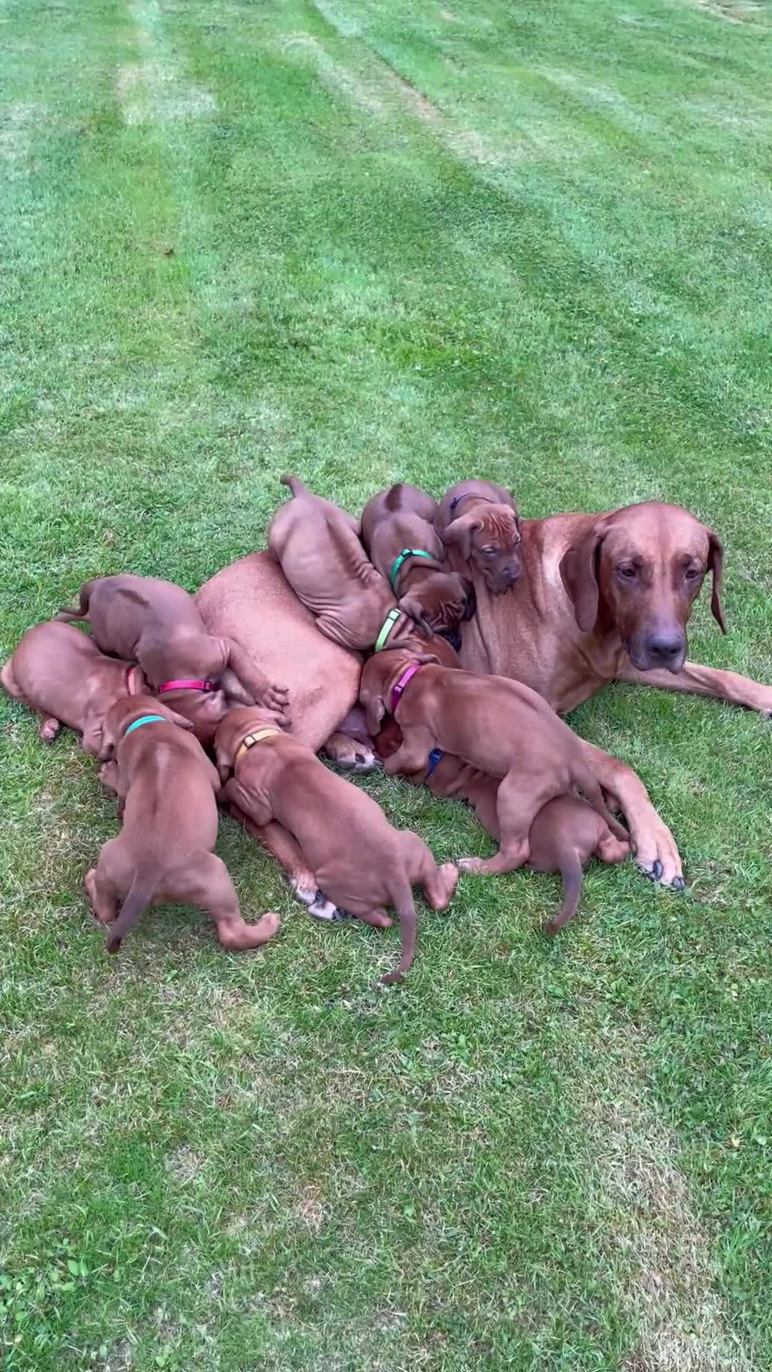Rhodesian Ridgeback dogs for sale: Beautiful Rhodesian Ridgeback Bitch Puppy  - Video 1
