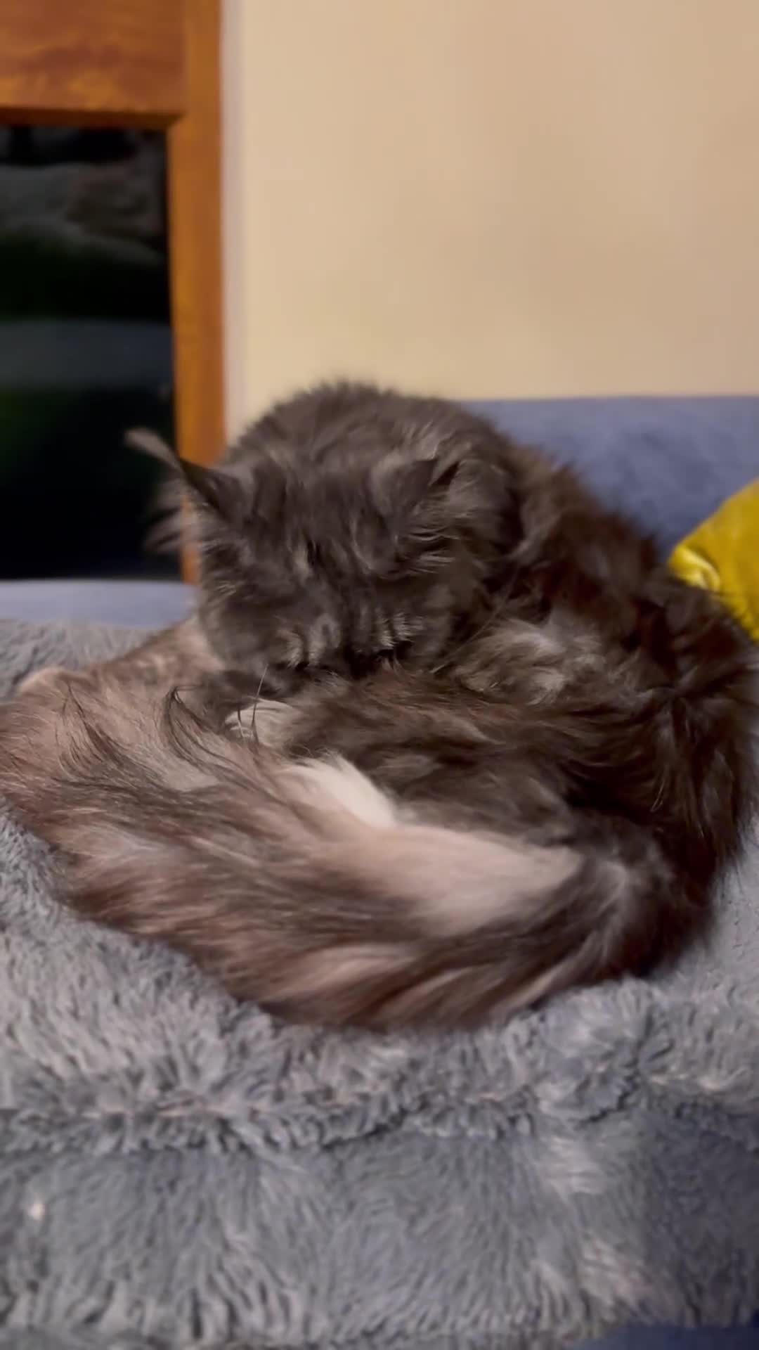 Maine Coon cats for sale: Loving Retired queen Main Coon - smoky black  - Video 1