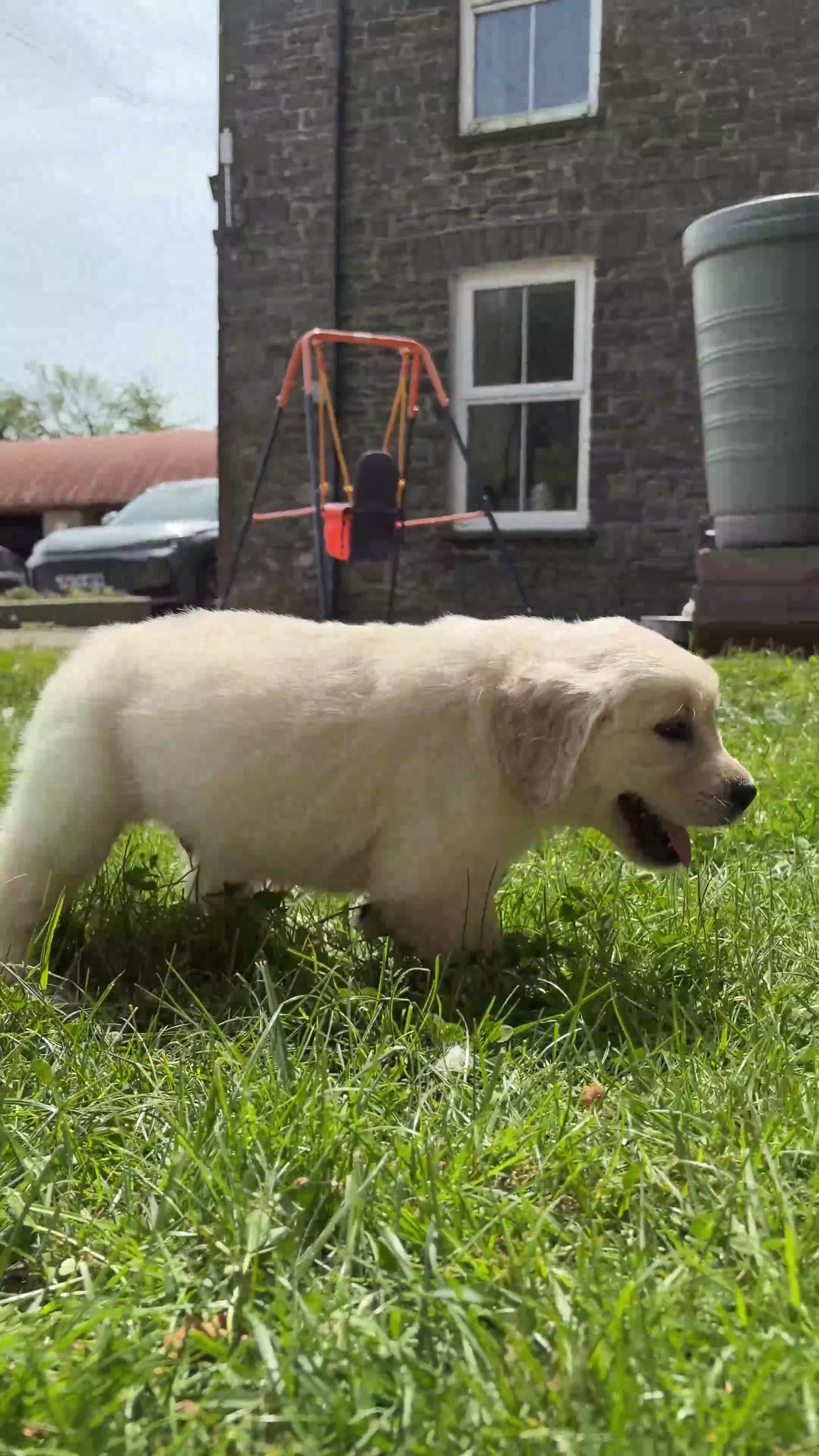 Golden Retriever dogs for sale: FULLY VACCINATED KC REG GOLDEN RETRIEVERS - Video 2