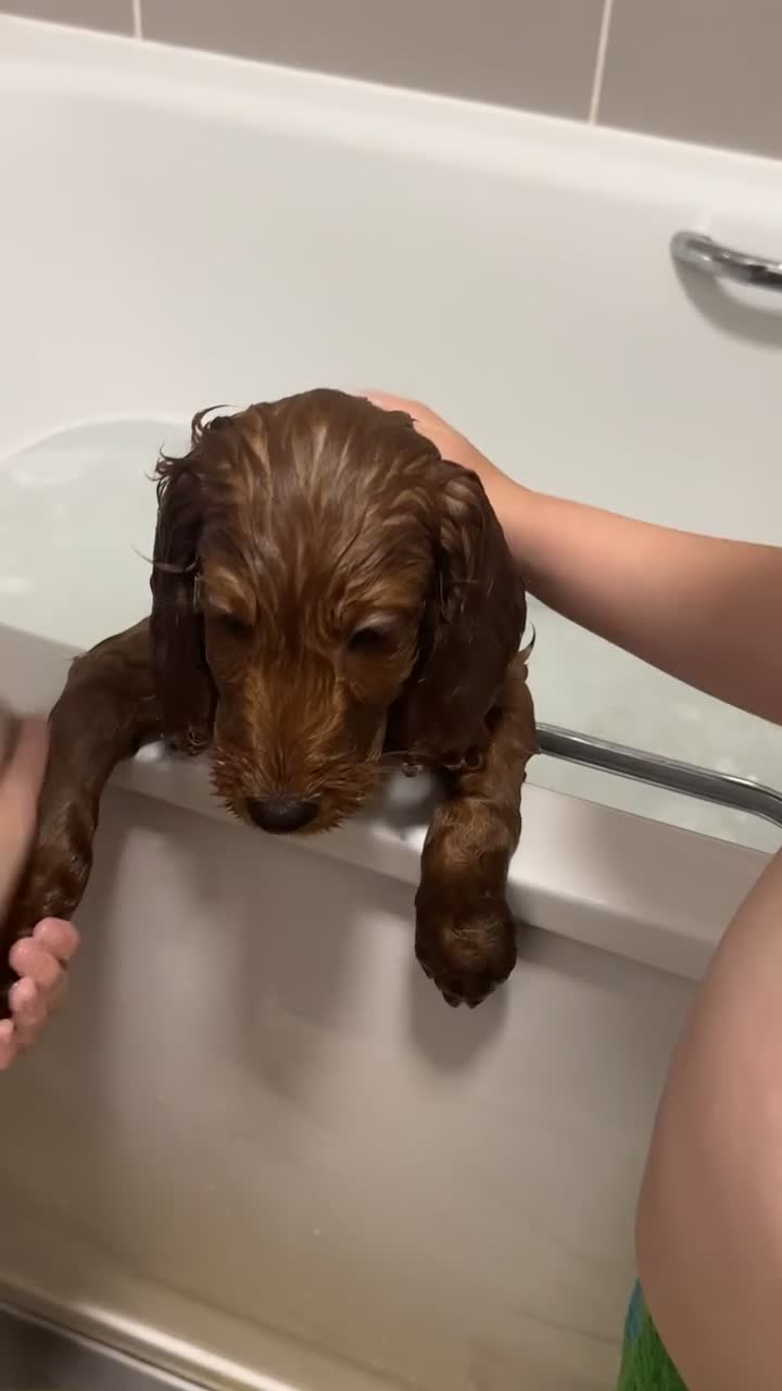 Cavapoo dogs for sale: Gorgeous 10-Month-Old Cavapoo Boy - Video 2