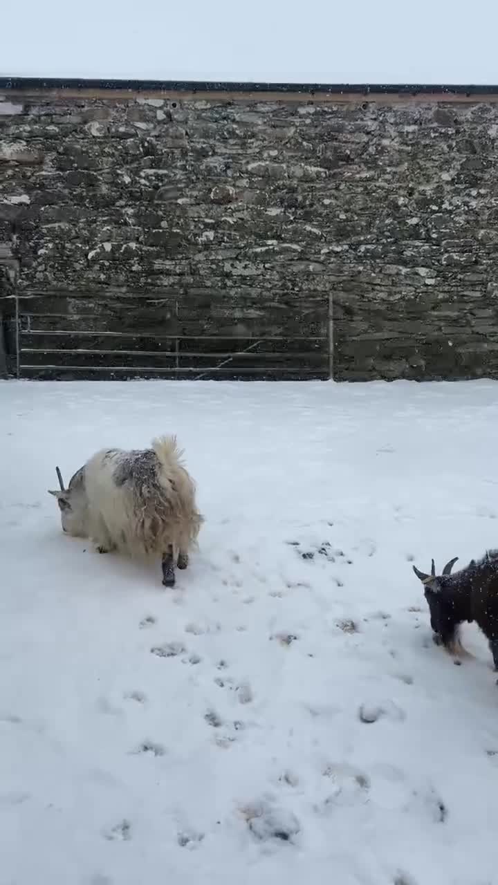 Goats livestock for sale: Pygmy Kids for Sale - Video 1