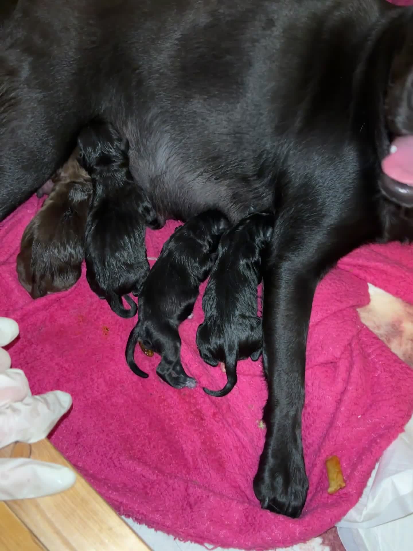 Mixed Breed dogs for sale: 8 puppies for sale  - Video 1
