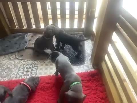 Great Dane dogs for sale: KC registered Great Danes  blues & black - Video 2
