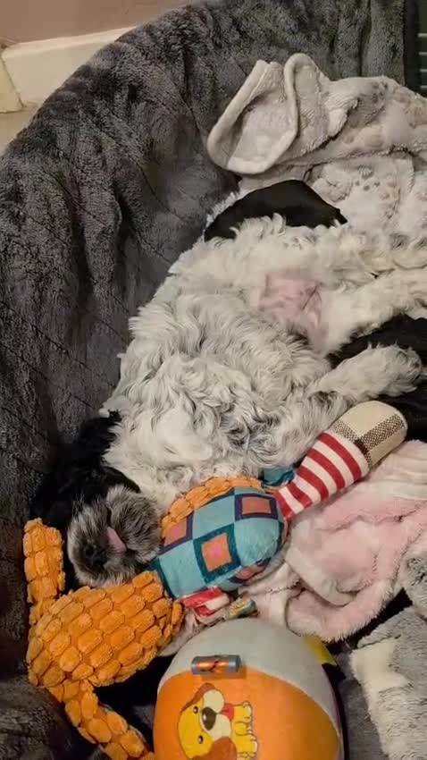 Cockapoo dogs for sale: Blue Roan F2 Female Cockapoo  - Video 2